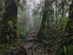 Walking trail in the Choco Cloud Forest, Ecuador