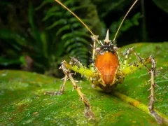 Conehead katydid in Ecuador.