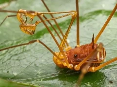 Harvestman in Ecuador.