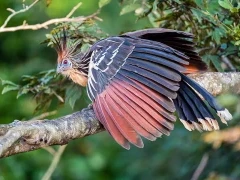 Hoatzin in Ecuador.