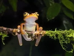 Imbabure tree frog in Ecuador.