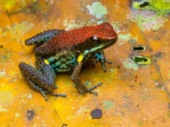 Poison frog in Ecuador.