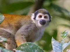 Squirrel monkey in Ecuador.
