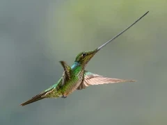 Sword-billed hummingbird in Ecuador.