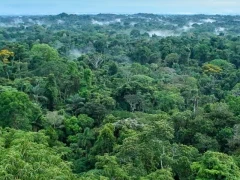 Aerial view of the Ecuadorian Amazon Rainforest.