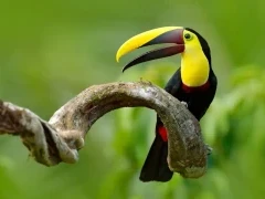 Chestnut mandibled toucan resting, in the Ecuadorian Amazon.