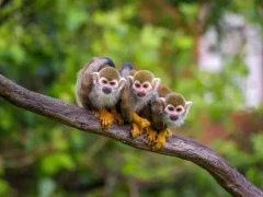 A trio of common squirrel monkeys.