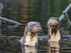 Two giant river otters.