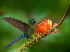Long-tailed sylph.