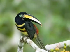 Many banded aracari in the Amazon.