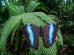 Beautiful morpho butterfly in the Amazon Rainforest.