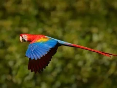 Scarlet macaw in flight, Ecuador.