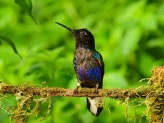 Velvet purple coronet hummingbird.