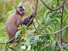 White-fronted capuchin in a tree.