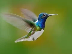 White-necked jacobin hummingbird in the Amazon.