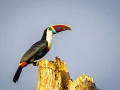 White-throated toucan in the Amazon rainforest, Ecuador.