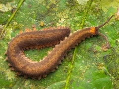 Velvet worm in Ecuador.