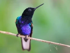 Violet purple coronet in Ecuador.