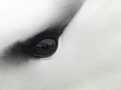 The eye of a black-browed albatross in the Falklands.