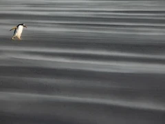 Gentoo walking in the Falklands.