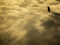 A gentoo penguin in the Falkands.