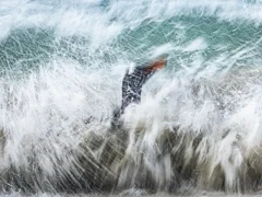 Gentoo penguin in the water.