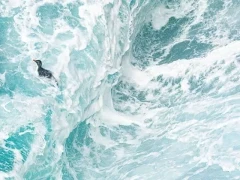 A gentoo in the swell of the sea, Falklands.