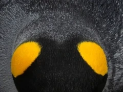 The top of a king penguin in the Falklands.