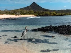 A heron and a sea lion in the Galapagos.