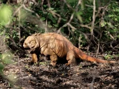 A land iguana in the Galapagos.