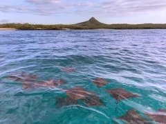 Rays in the Galapagos.