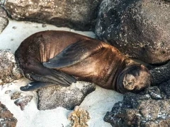 Sea lion sleeping in the Galapagos.
