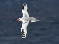 Adult red-billed-tropicbird in flight, Galapagos.