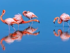 A group of American flamingos in the Galapagos.