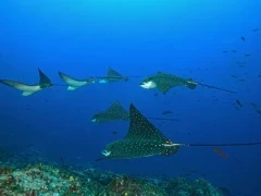 Eagle rays gliding through the water, Galapagos.