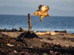 A Galapagos hawk.