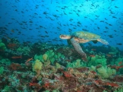 Green turtle in the Galapagos.