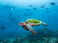 A green turtle swimming, Galapagos.