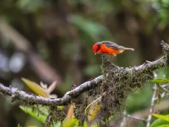 A vermillion flycatcher in the Galapagos Islands.