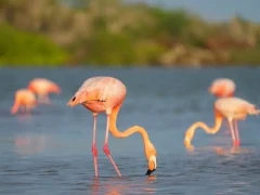 American flamingo in the Galápagos.