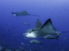 Black spotted eagle rays.