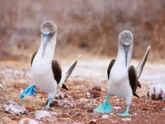 Two blue-footed boobies performing their signature dance.
