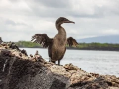 Flightless cormorant on a rock.