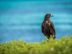Galápagos hawk.