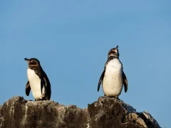 A pair of Galápagos penguins.