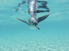Underwater view of a Galápagos penguin swimming.