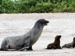 Sea lion and pups on Floreana.