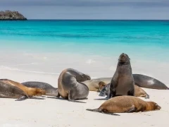Group of Galápagos sea lion on the beach.