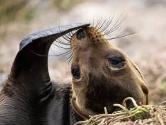 Galápagos sea lion on South Plaza island.