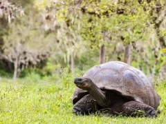 Giant tortoise on Santa Cruz, Galápagos.